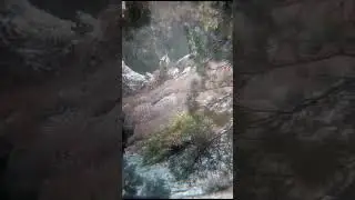 Male Markhor fight each other for the mating of female | wildlife of Pakistan #shorts