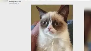 World famous Grumpy Cat has died