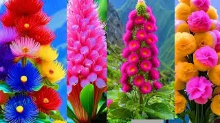 Most 140.beauty ful flowers 🌺🌹 in the world trading natural beauty beauty ful flowers 🌺🌹🌺🌹