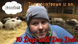Cleaning the barn for Lambing (Group 2)- Vlog11