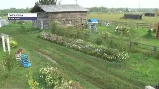 Таатта сайылыгар соҕотох ыал мааны тиэргэнэ