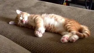 Twitchy Kitty...