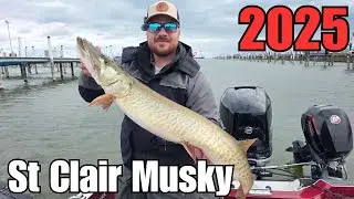 Musky Fishing!! Lake St Clair 2025