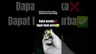 kemakam cina dapat pusaka❌️ dapat buah purba✅️ #shorts #horror #ceritahoror #creepe #viral