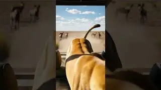 Can the hyenas successfully hunt the lioness in a wild showdown #wildlife #nature #predators