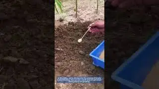 Cicada Nymph Farming: A Step - by - Step Guide