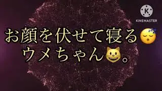 お顔を伏せて寝る😴ウメちゃん😺。