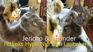 Jericho & Thunder Play with the Petlinks HyperNip Lion Launcher Cat Toy