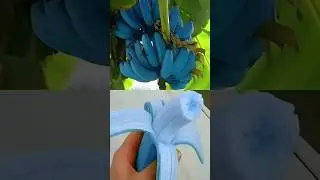Types Of Bananas #fruit #facts #viral #amazing #top