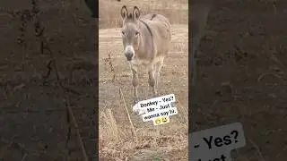 Donkey: You again...really?Me: 😁 #donkeylovers #donkey #animalshorts #animallife
