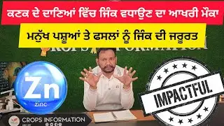 ਕਣਕ ਦੇ ਦਾਣਿਆਂ ਵਿੱਚ ਜਿੰਕ ਵਧਾਉਣ ਦਾ ਚੰਗਾ ਮੌਕਾ wheat grain fortified with zinc 