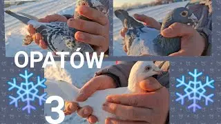 TARG OPATÓW 18.01.2026 CZĘŚĆ 3 (#gołębie #króliki,#kury) #pigeon #birds #ptaki 