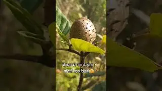 The evolution of unknown plant😍#evolution #unknown #nature #villagelife #organic #shorts