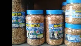 MASCOTAS COCOJOY