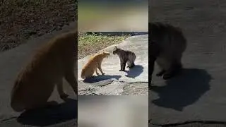 Cute Cat Viral Compilation 2025