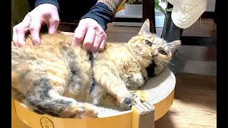 【ねこ日常系】ばーばマッサージ最高です【猫と日本の庭】