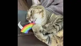 Scarlet tastes the RAINBOW 🌈😳#rainbow #scarlet #cat
