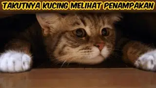 Wajah Kucing Saat Melihat Jin Di Ruang Tamu