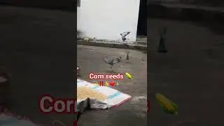 #modifitness #youtubeshorts #cow motivation #viralvideo corn seeds 🌽 eating and pigeon 😋