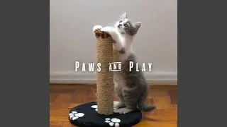 Feline Playful Serenade