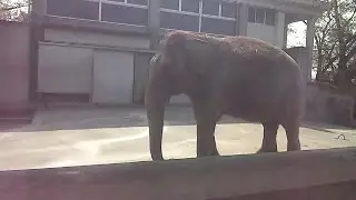 【桐生が岡動物園】追悼 いずみちゃん【象さん】