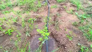 EP96 | PKM-1 Moringa Plants 67 days old | Naiwik Farms