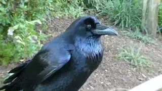 Raven LA Zoo 82 Degrees Los Angeles California USA January 14, 2026 Animals Conservation Summer Heat