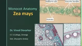 Anatomy of Zea mays by Dr. V. D. Devarkar