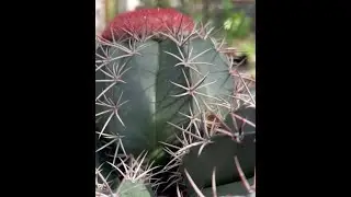 Differences Between Cactaceous Spines and Arboreal Thorns