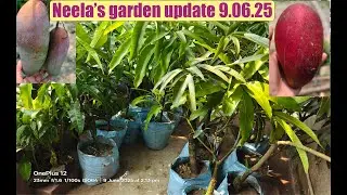 Neela's garden update 9 June 2025