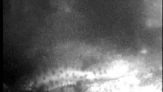 Male Great Crested  Newt Bites Rivals Foot