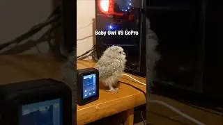 Baby Owl hearing thunder first time🦉😍 #shorts