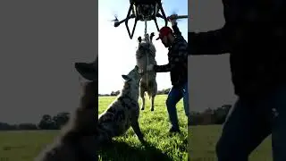 Technology helps save a sheep as a man drives away a wild predator.