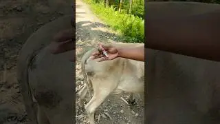 rabies injection || anti rabies injection for cow || post dog bite || #rabies #antirabies #shorts