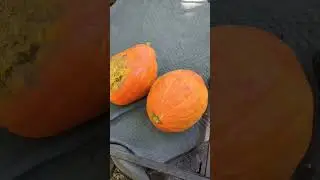 Pumpkins for chickens