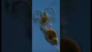 Самое МАЛЕНЬКОЕ животное на Земле! 🤯 (Коловратка под микроскопом)