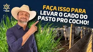 How to move cattle from the pasture to the feed trough!