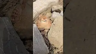 Partridge Chicks Hatched out 🤟 | ##shorts #viral #partridgechicks
