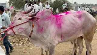 पाथर्डी बैल बाजार 28/1/2026 #पशु_विक्री_खरेदी 