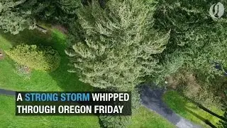 Strong winds topple trees, power lines in Oregon