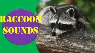 Raccoon sounds || Animal Sounds.