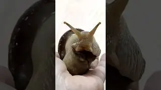 Hi, my name is Bruce! #petsnails #snail #🐌