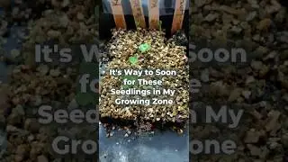 How To Grow Kale Indoors all Winter Long ~ Grow herbs indoors & other produce successfully