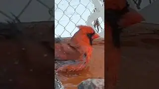 Winter Bird Spa! ❄️