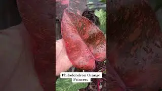 Philodendron Orange Princess #plants