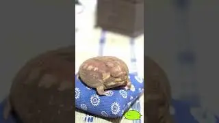 I luv frogge #shorts #banno#viral#youtube#ytshorts#blackrainfrog #viral #frog #ferg #funny