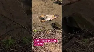 MASTI I TIME |DUCK LOVERS I #duck #ducklove #ducks #ducklover #ducklife #pet