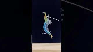 釣魚，軟餌蝦🦐