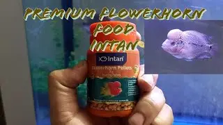 Intan 🐠 Premium Flowerhorn Pellets #intan #flowerhorn #flowerhornfishbestfood #review