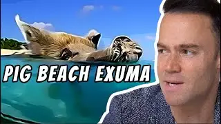 Incredible Wildlife of the Bahamas Exuma Islands | Tropical Paradise Part 4